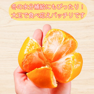 【2026年11月発送】みかん 大玉 温州みかん 10kg 2L~4Lサイズ くだもの 蜜柑 ミカン 小松島市