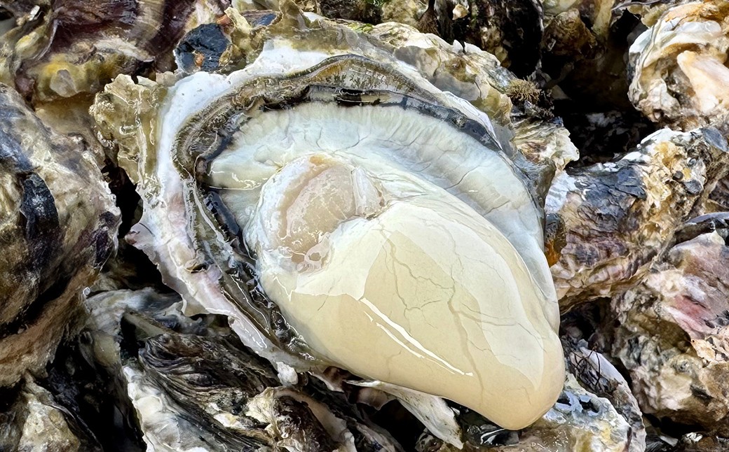 
                  殻付き牡蠣（冷蔵・生食用） 2kg 宮城県産 生牡蠣 牡蛎 牡蠣 カキ オイスター カキフライ 牡蠣鍋 海鮮 国産 魚介 産地直送 海のミルク 殻付き 【株式会社和がき】ta710
                