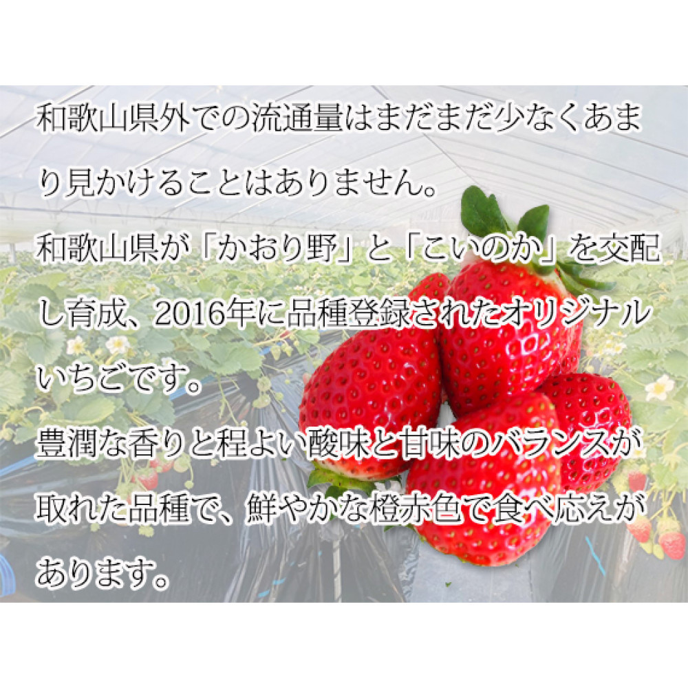 紀州和歌山ブランドいちご「紀の香」約250g×4P ［UT143］ XF91191_イメージ2