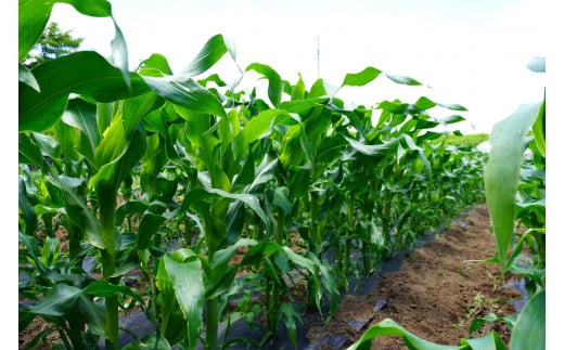 きたむら農園『どきどきコーン』×20本セット（約8～8.5kg相当）2025年夏出荷分 先行予約開始！ 信濃町名産とうもろこし／スイートコーンの新定番品種、申し込み受付中！ 令和7年7月下旬～8月下旬