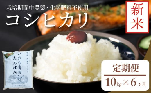 新米 定期便 6回  米 コシヒカリ 計60kg 10kg × 6回  白米 お米 おこめ こめ 精米 ごはん 国産 限定 白飯 ご飯 精米したて ふるさと ランキング おいしい TKG 卵かけご飯 おにぎり おむすび 栽培期間中無農薬 いのち育む田んぼ米 生物多様性 送料無料 【北海道･東北･沖縄･離島への配送不可】  徳島県 小松島市  