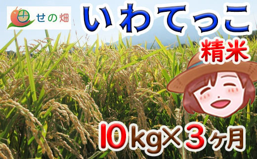 【2024年11月発送開始】 令和6年産 新米 岩手県産 いわてっこ 精米 10kg×3ヶ月定期便 ／ 米 白米 産地直送 農家直送 定期 【せの畑】