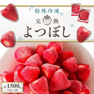 旬のおいしさそのまま！池田農園の特殊冷凍よつぼし1.5kg_いちご 特殊冷凍 よつぼし 1.5kg 750g × 2 旬 美味しい 完熟 甘い 濃厚 アートロックフリーザー サクサク 食感 栄養 池田農園 フルーツ スムージー おやつ スイーツ 冷凍 お取り寄せ お取り寄せフルーツ 食べ物 福岡県 久留米市 送料無料 〔Fi212〕