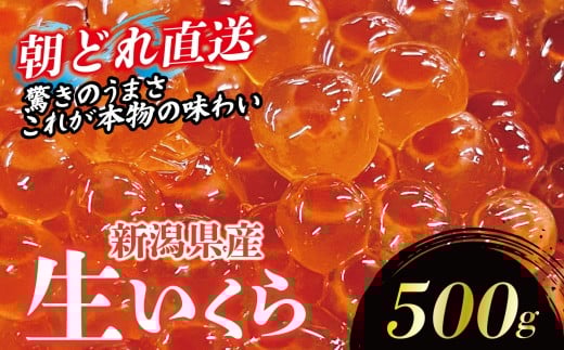 【朝どれ直送】 生イクラ 500g 令和7年産 いくら 鮭 生いくら 海鮮 鮮度 新鮮 鮮魚 朝どれ とれたて 国産 新潟 お正月 おせち 年末 年始 贈答 J50_04