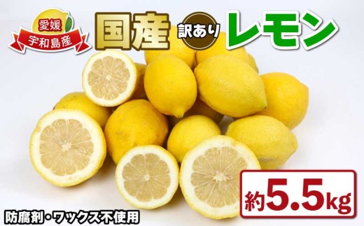 【順次発送中】 国産 訳あり レモン 5.5kg つばさ農園 先行予約 防腐剤 ・ ワックス 不使用 国産レモン 先行予約 青レモン れもん 檸檬 レモン果汁 酸味 高級 果物 くだもの ビタミン 訳