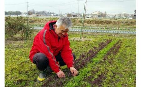 自然栽培 旬のサラダセット 約1kg