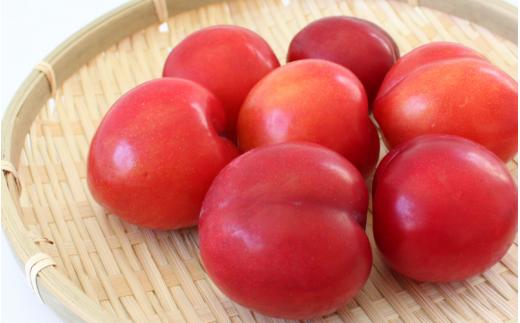 先行予約 すもも（大石）1.8kg ※5月下旬～6月中旬頃に順次発送予定【期間限定・2026/5/31まで】 / スモモ お取り寄せ 期間限定 夏 フルーツ 果物  和歌山県 田辺市【mtm006-2