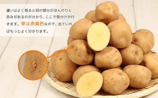 【先行予約】（生産者直送）じゃがいもVIP（キタアカリ）5kg