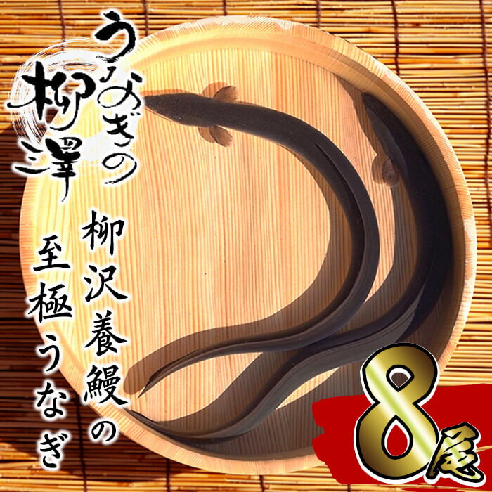 【ふるさと納税】うなぎ生産量日本一の鹿児島県産！熟練の技が冴える！うなぎの柳澤 至極うなぎの蒲焼き 計8尾＜計1,360g＞ うなぎ 鰻 ウナギ 国産 鹿児島県産 九州産 蒲焼き 冷凍 うな重 ひつまぶし 【柳沢養鰻】f0-023