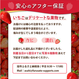 【2026年2月より発送】　先行予約 品種おまかせいちご 1000g 苺 いちご いちご いちご いちご いちご