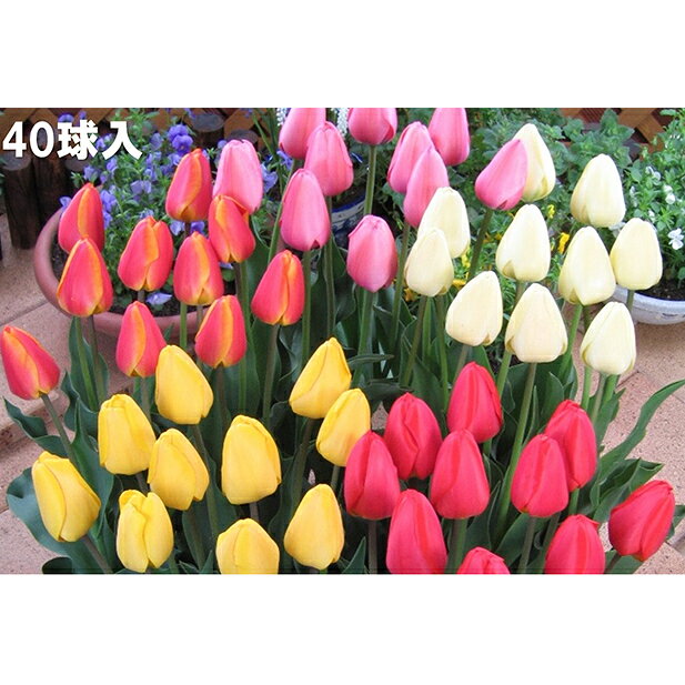 【ふるさと納税】チューリップ球根セット　40球入 植物 　お届け：2026年10月上旬～12月下旬