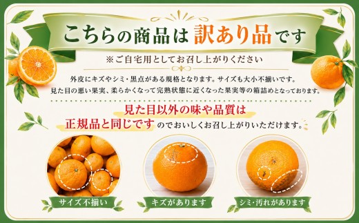 【先行受付】11月中旬発送開始　ぷるぷる食感!「 マドンナ 」約4.5キロ【 訳あり 】【39-97】 / ふるさと納税  みかん ミカン フルーツ 果物  くだもの 柑橘 マドンナ 訳あり 産地直送