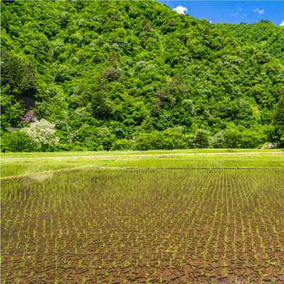 ふるさと納税 高岡市 令和7年産 富山県産コシヒカリ5kg×2袋(計10kg) |  | 03