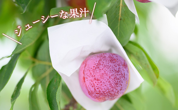 暑い夏にぴったりな果物の一つがプラムです。ほどよい酸味とジューシーな果汁が夏の暑さを和らげます。