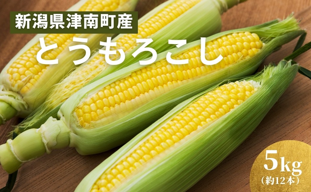 
            朝採りとうもろこし スイートコーン 5㎏ 約12本 新潟県 津南町 トウモロコシ
          