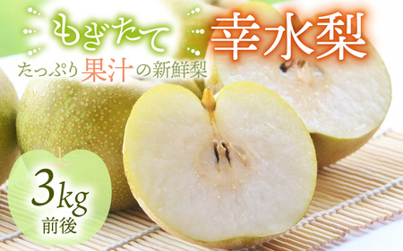 【先行予約】【幸水梨】3kg前後 (5~8個) たっぷりの果汁を含んだジューシーな梨！【2026年8月中旬以降順次発送予定】【梨 なし 和梨 先行予約 フルーツ 甘い みずみずしい 果実 果物 新鮮 