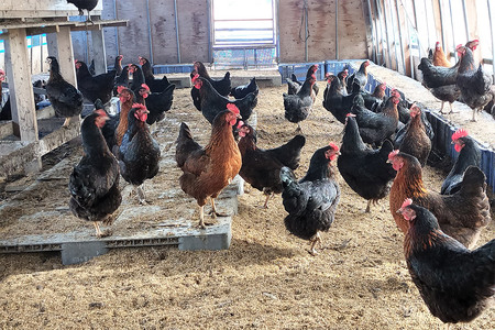 ネラの極み 卵 たまご 30個（10個×3パック）