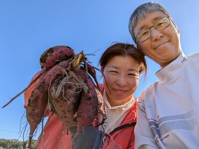 農薬・化学肥料不使用 熟成 蜜芋 サツマイモ（紅はるか）４ｋｇ  三重県 多気町 TFN-01