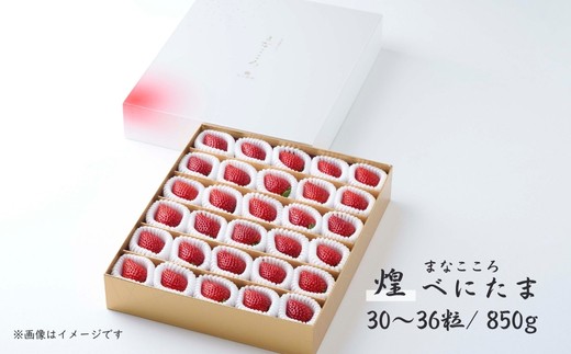 ＼ 期間限定 特別寄附額 ／ いちご べにたま 特別贈答用 まなこころ・煌 850g 30～36粒 【先行予約 11月中旬以降発送】｜ べにたま ベニタマ イチゴ 苺 いちご 贈答 贈り物 ギフト プレゼント 土産 御土産 お土産 進物 お歳暮 特別 限定 季節限定 期間限定 数量限定 きらめき 新鮮 中粒 箱 真心農園 果物 フルーツ 自然 甘い 美味しい バイルエフ 埼玉県 東松山市
