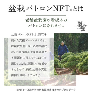 NFT クラウドファンディング 盆栽パトロン 高松盆栽 支援 非日常体験　盆栽パトロンNFT 特別ランク【T183-003】