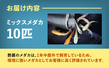 【先行予約】ミックスメダカ 10匹【配達不可：北海道・沖縄・離島】[AEDD006]