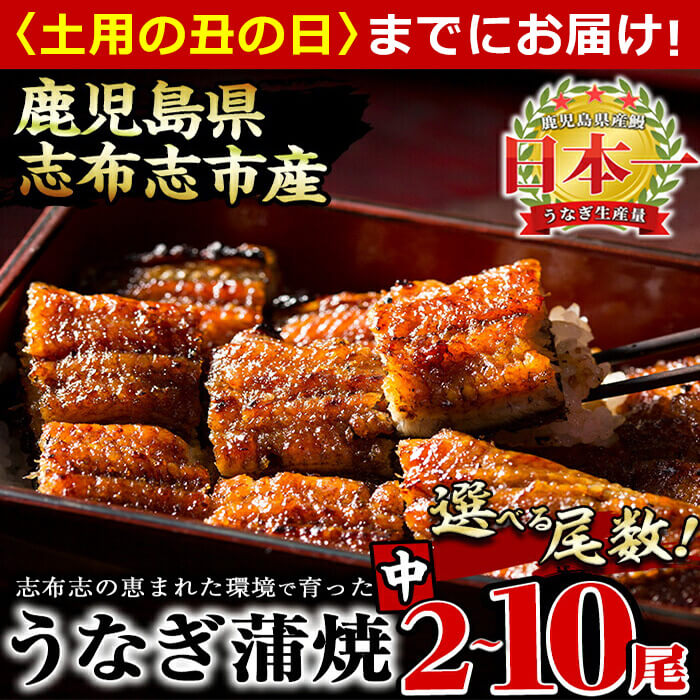 《丑の日までにお届け》鰻生産量日本一の鹿児島県産！うなぎの大楠＜中＞4尾セット計520g(130g×4)国産ウナギの蒲焼きを冷凍真空パック・たれ付きでお届け！【大楠鰻】b0-070