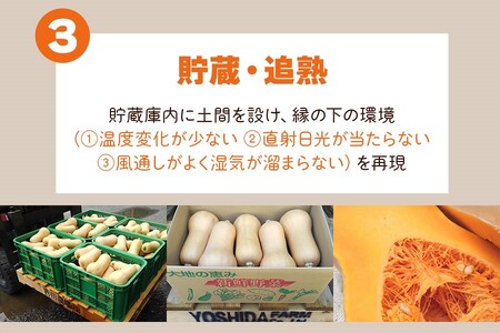 [訳あり] バターナッツかぼちゃ 20kg【数量限定／期間限定】｜南瓜 カボチャ 産地直送 農家直送 野菜 訳あり品 甘楽町産 群馬県産 吉田農場 訳アリ ワケあり [0216]