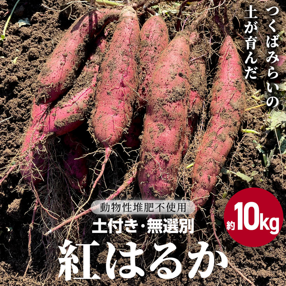 茨城県産 紅はるか 約10kg 土付き 無選別 熟成 さつまいも 生芋 芋 サツマイモ 甘い 焼き芋 スイートポテト ねっとり つくばみらい市 茨城県産 [FA04-NT]