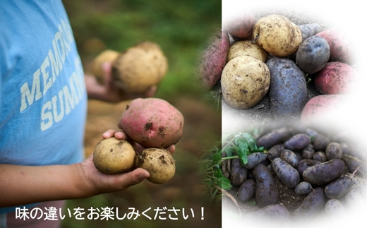 長野県佐久市産 【カラフル】じゃがいも 詰め合わせ 約2kg （北海道・沖縄・離島は配送不可） 農薬・化学肥料　不使用　高原野菜　無農薬　産地直送　新鮮　旬彩　期間限定