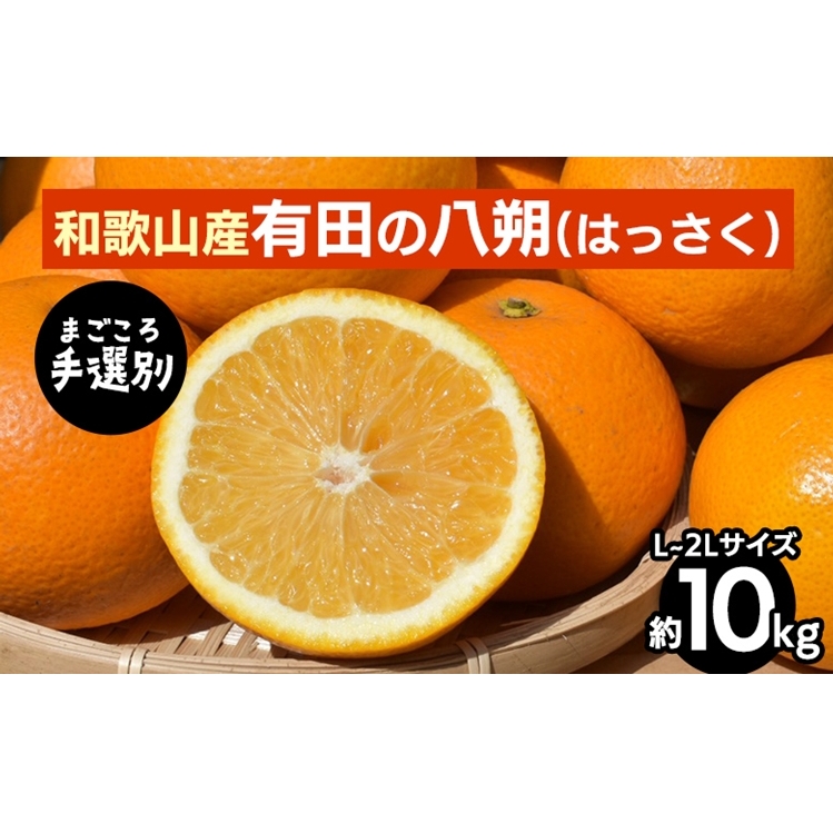 【先行予約】 有田の八朔（はっさく） 約10kg L～2L サイズ混合 和歌山県産