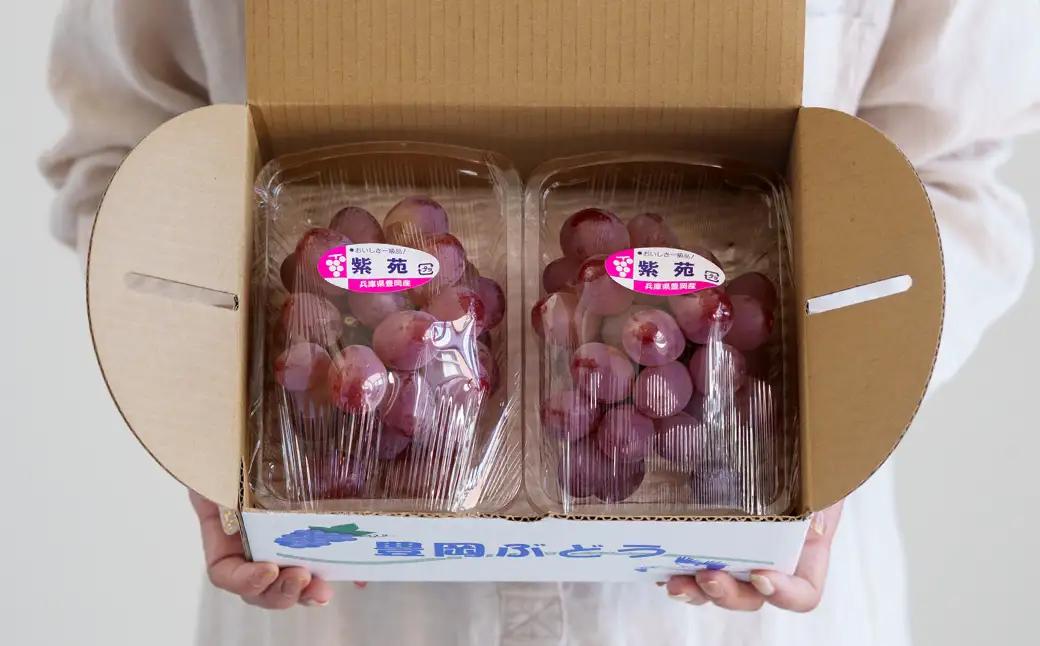 紫苑（しえん）豊岡ぶどう 訳あり 約300g×4パック【2026年先行予約・数量限定】