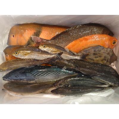 ふるさと納税 長崎市 長崎漁港発!旬の地魚鮮魚セット(お試しミニ) |  | 03