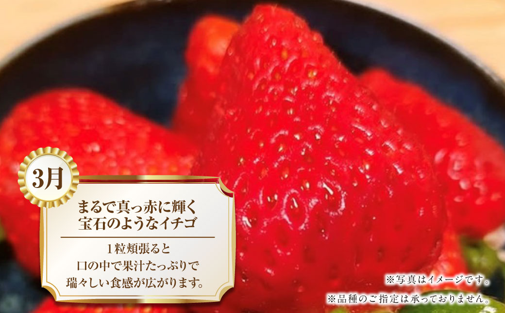 【年4回定期便】熊本の魅力たっぷり、特別な定期便 熊本県産 ミニトマト 約3kg イチゴ 250g×2パック 約500ｇ 大玉トマト 約3.5㎏ メロン 2玉【2026年2月上旬発送開始】4種 フルー