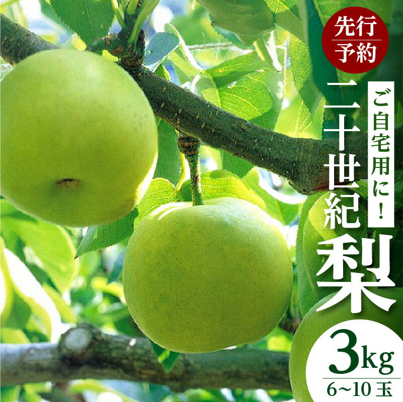 【ふるさと納税】【先行予約】梨 20世紀梨 香住梨 3kg ご自宅用 優品（Bランク）【L～5Lサイズ混合 6～10玉】なし 果物 大人気 おすすめ 返礼品 二十世紀梨 兵庫県 香美町 香住 フルーツ ナシ 贈答品 ギフト 青梨 和梨 国産 たじまんま JAたじま 76-03 送料無料