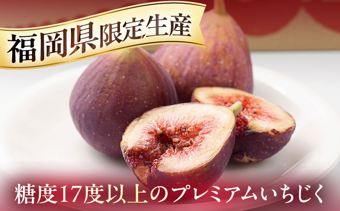 【先行予約】福岡産ブランド 無花果 とよみつひめ 約300g×4パック【2026年8月上旬～順次発送】《豊前市》【南国フルーツ株式会社】＜北海道・沖縄・離島配送不可＞いちじく フルーツ 季節 果物 [
