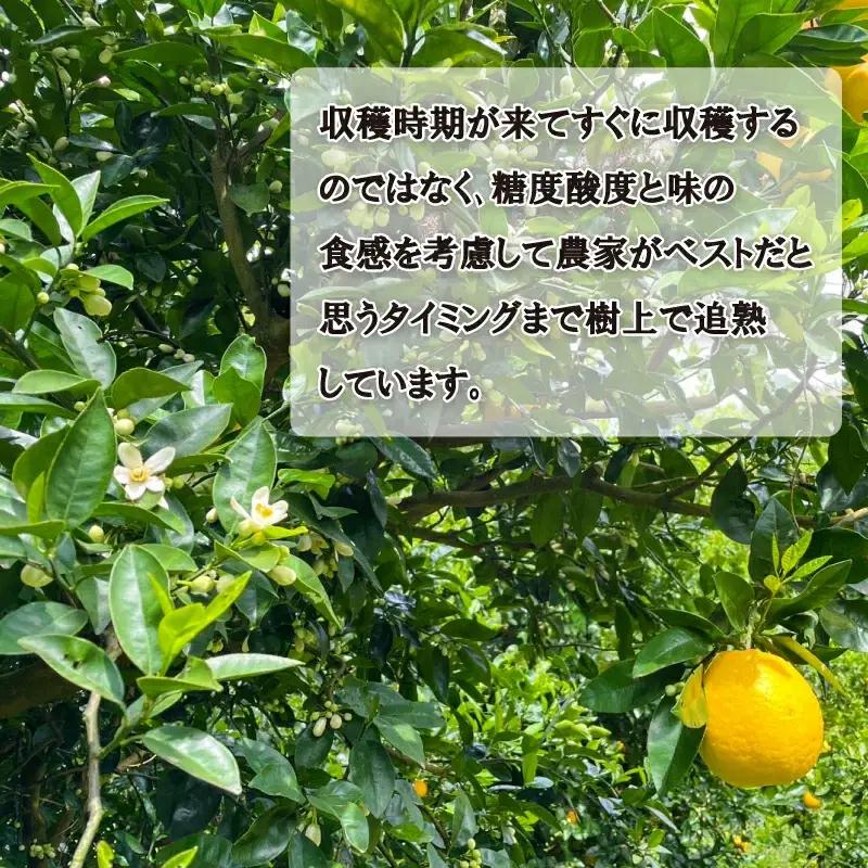 木成り 追熟 訳あり 愛南ゴールド 9kg+傷み保証分1kg 合計約10kg 柑橘 フルーツ 河内晩柑 果物 蜜柑 みかん くだもの mikan 家庭用 傷 不揃い 1年 サイズミックス かわち ばん