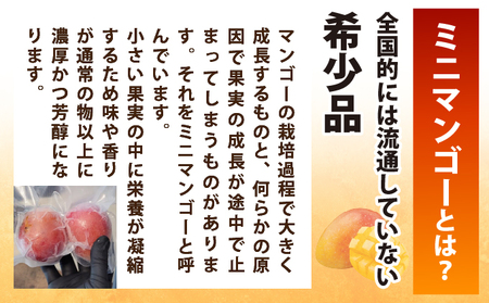 《8月以降順次発送》最高糖度20度！？冬眠ミニマンゴーと完熟てとの黄金パインジュース