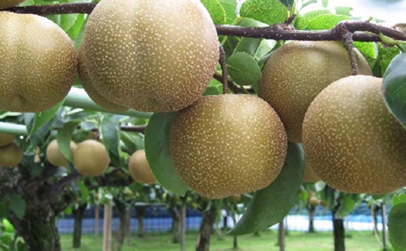 ホウナンの梨（豊水梨）約5kg 果物 フルーツ ナシ 先行予約