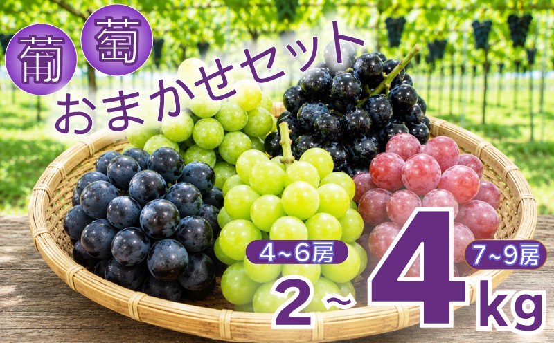 
                  シャインマスカット 先行予約 2~4kg 【2026年発送分】 おすすめ 人気  産地直送 フルーツ ブドウ 果物 ぶどう シャイン マスカット くだもの お届け 国産 葡萄 贈答 新鮮 種無し巨峰 シャインマスカット ベリーA  べりーa 翠峰クイーンニーナ 福岡県 川崎町
                