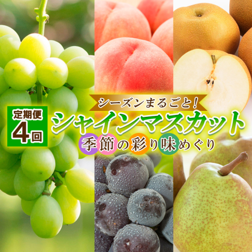 【定期便4回】シーズンまるごと！シャインマスカット 季節の彩り味めぐり【令和8年産先行予約】FU23-884