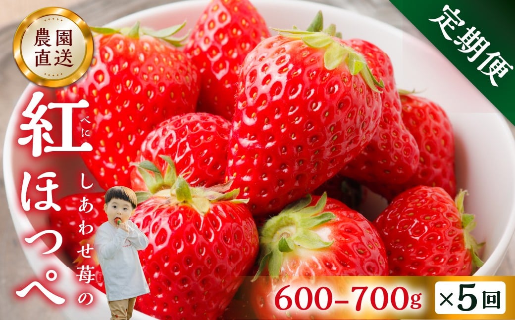 
                  【定期便5回】【2027年1月以降発送開始】自宅用 いちご 紅ほっぺ 600-700g ×5回 [しあわせ苺] サイズ バラバラ 訳あり 訳アリ 農園直送｜フルーツ スイーツ 苺 イチゴ 人気 簡易梱包 家庭用 産地直送 いちご こだわりの 甘さ 岐阜県 本巣市 先行予約 [mt1801_26] family農園watanabe
                