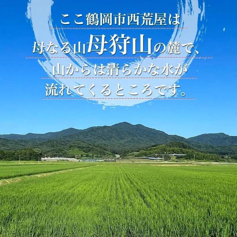 【令和8年産先行予約】ミルキープリンセス　無洗米　10kg（10㎏×1袋）　伊藤農園　| 米 コメ こめ ブランド米 庄内米 ごはん ご飯 美味しい 国産 おすすめ 人気 お取り寄せ 山形県 鶴岡市 