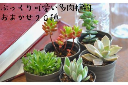 おまかせ多肉植物詰め合わせ（20種）(B160-1）