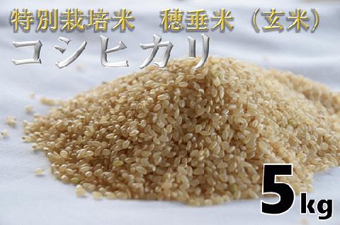(1025)米　玄米　特別栽培米　穂垂米　「コシヒカリ」　5kg　【令和7年産】