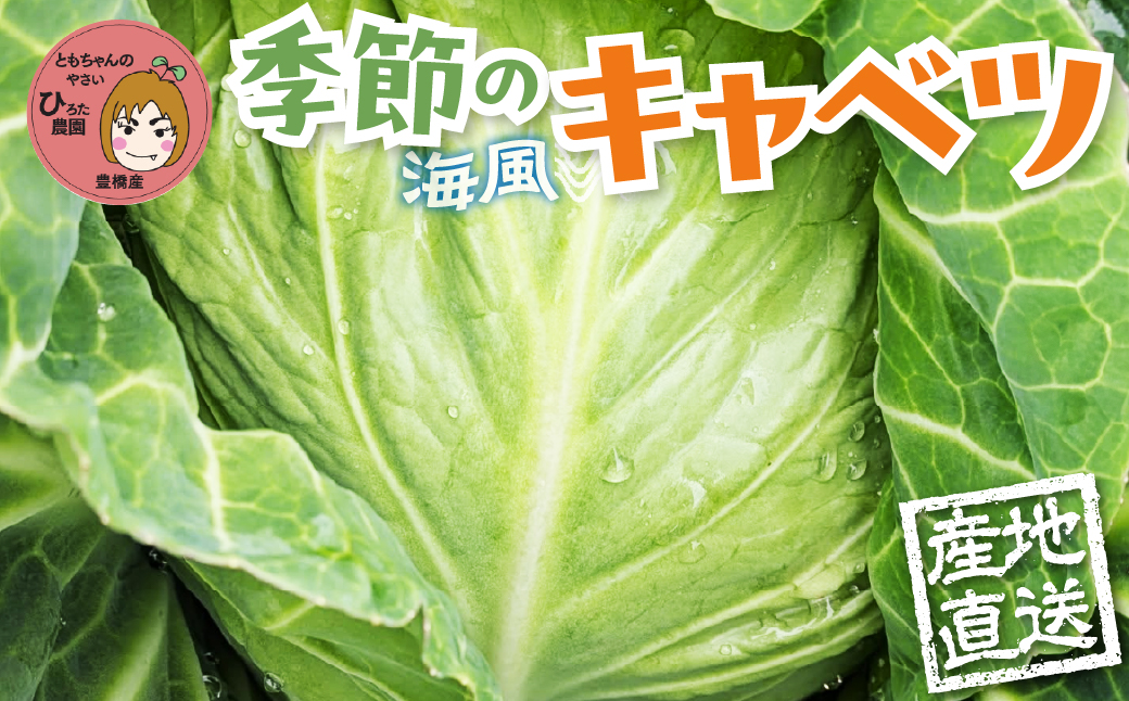 旬のキャベツ 6玉 ミネラルたっぷり 海風そだち 潮風 豊橋 国産 家族で 大容量 ともちゃんのやさい 大人気！ 愛知県 豊橋市 安心野菜 キャベツ 冬キャベツ 春キャベツ 初夏キャベツ