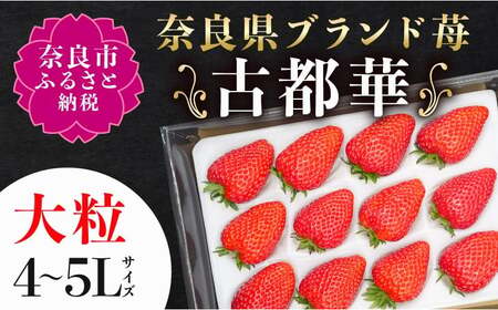いちご 古都華 1P【R9年1月～発送】いちご