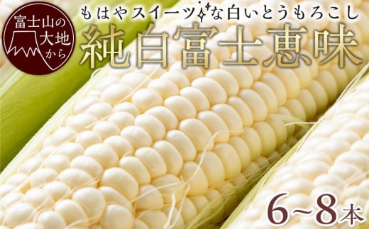 
                  とうもろこし 【2026年7月中旬より発送】 白い恵味 富士山の大地から待望の白いとうもろこし！フルーツではなくもはやスイーツ☆純白富士恵味6～8本 先行予約 スイートコーン とうもろこし 富士恵味 ふじめぐみ トウモロコシ 糖度 生食 産地直送 お取り寄せ 山梨県 野菜 甘み 農産物 新鮮 旬の味 夏野菜 国産
                