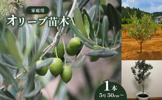 君津産 ご家庭用 オリーブ 苗木 1本（5号 50cm〜） 平和 と 勝利 の 象徴  | 傑さく オリーブ 苗木 なえき 植物 オススメ 千葉県 君津市 きみつ