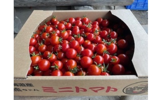 
            占冠産ミニトマト2.5kg
          