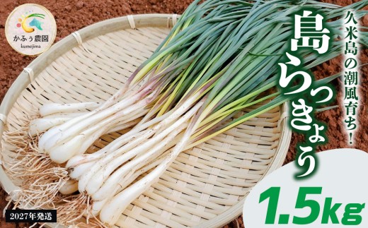 【2027年発送】久米島の潮風育ち！島らっきょう 1.5kg